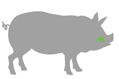 Schweinebäckchen